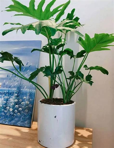 屬陰的植物|最耐陰的植物推薦？